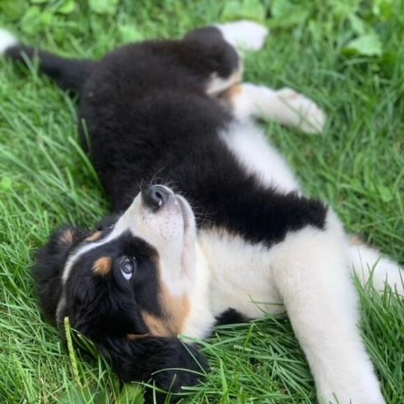 Meet your Posher, Carolyn - Picture 1 of 1